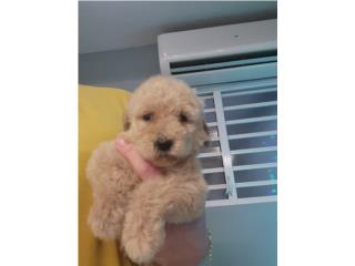 STANDART POODLE NENA AKC, The Poodle Shop
