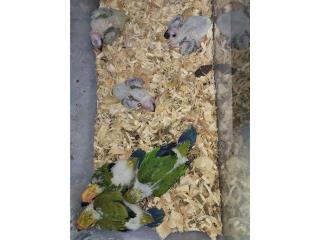 Janday conuros bebes, Casa Agrícola El Shaddai