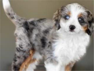 Bernedoodle Phantom Merle - Los Osos PR, Los Osos PR