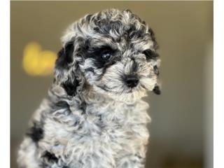 Mini Poodle Merle - Los Osos PR, Mascotas Puerto Rico