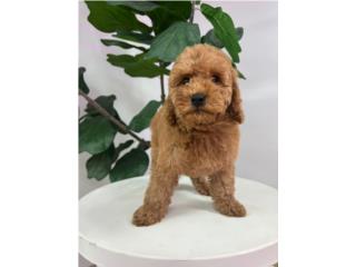 Puerto Rico PRESCOTT F1B PETITE GOLDENDOODLE PUPPY (PUPPY, Perros Gatos y Caballos