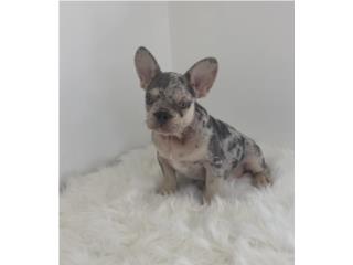 French bulldog Lilac merle portador de Fluffy, Nj’s kennel