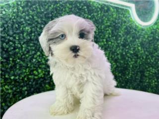 Puerto Rico FLORENCE SHIH POO PUPPY (PUPPY LOVE PR), Perros Gatos y Caballos