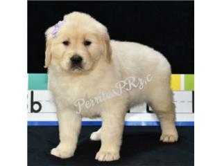 GOLDEN RETRIEVER HEMBRA ENGLISH CREAM AKC, PERRITOS P.R.