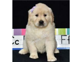 GOLDEN RETRIEVER HEMBRA ENGLISH CREAM AKC, PERRITOS P.R.