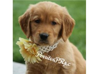 GOLDEN RETRIEVER HEMBRA DARK BIG BONE AKC, PERRITOS P.R.