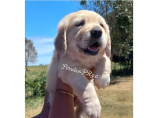 GOLDEN RETRIEVER HEMBRA ENGLISH CREAM AKC, PERRITOS P.R.