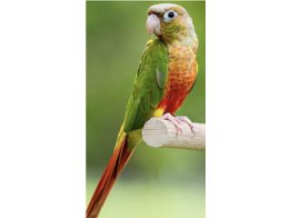 Green cheek pineapple con adn , JG Aviario