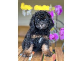 Bernedoodlle F1BB macho , Island Puppy