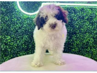 Puerto Rico AXEL MINI POODLE PUPPY(PUPPY LOVE PR), Perros Gatos y Caballos
