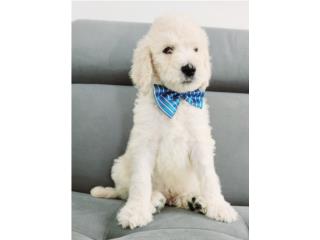 Poodle AKC standard Nenes Blancos, Royal's Puppies & Birds