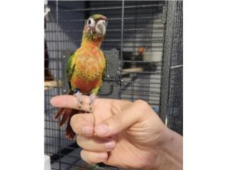 Green cheek red factor macho joven , JG Aviario