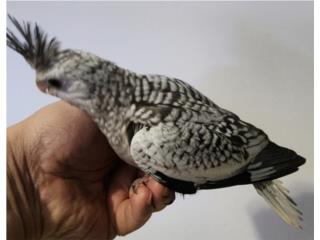 Cockatiel white face perlado bebe, JG Aviario