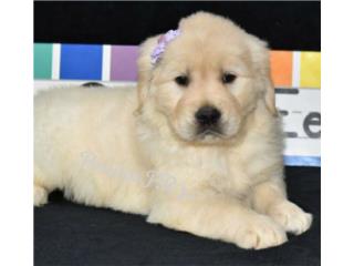 GOLDEN RETRIEVER HEMBRA ENGLISH CREAM AKC, PERRITOS P.R.
