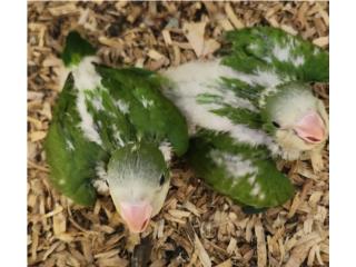 2 quaker bebe oferta, JG Aviario