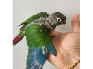 Cotorrita Green cheek bebe , JG Aviario