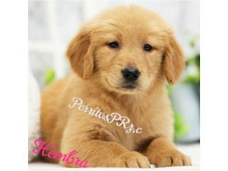 GOLDEN RETRIEVER HEMBRAS BIG BONE AKC , PERRITOS P.R.