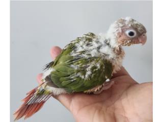 Green cheek pineapple bebe , JG Aviario
