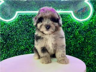 Puerto Rico PONGO MINI AUSSIEDOODLE PUPPY (PUPPY LOVE PR), Perros Gatos y Caballos
