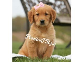 GOLDEN RETRIEVER HEMBRAS BIG BONE AKC , PERRITOS P.R.