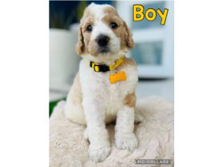 Puerto Rico Goldendoodles F1bb Parti Color, Perros Gatos y Caballos