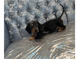 Puerto Rico  Salchicha macho ( Dachshund ) Merle , Perros Gatos y Caballos
