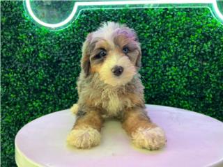 BEYONCE F1 MINI BERNEDOODLE PUPPY (PUPPY LOVE, Puppy Love Puerto Rico