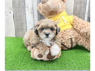 ABBY SHIH POO PUPPY (PUPPY LOVE PR), Puppy Love Puerto Rico