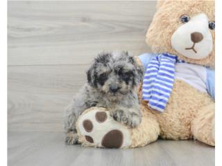 BRADEN MINI POODLE PUPPY (PUPPY LOVE PR), Puppy Love Puerto Rico