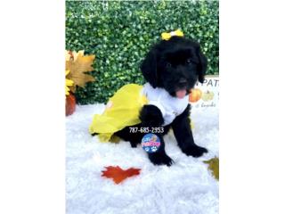 DOODLE MINI NENA , LITTLE PET SHOP