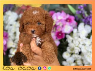 Puerto Rico Toy Mini Poodle Hembrita AKC - Los Osos PR, Perros Gatos y Caballos