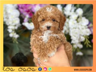 Clasificados Online Mascotas Toy Mini Poodle Machito 4 AKC - Los Osos PR