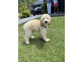 Poodle Standard, Frenchbulldog and Poodle R