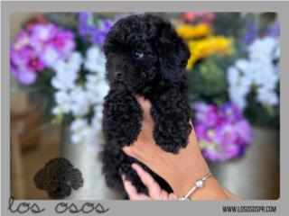 Toy Mini Poodles - Los Osos PR, Los Osos PR