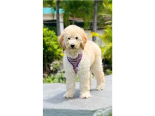 Poodle Standard, Frenchbulldog and Poodle R