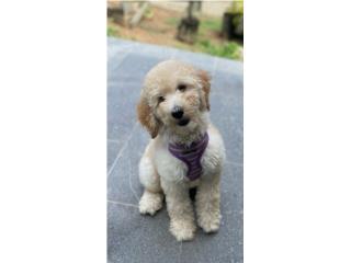 Poodle Standard , Frenchbulldog and Poodle R