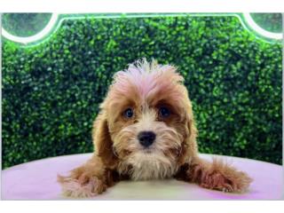 FINLEY CAVAPOO PUPPY (PUPPY LOVE PR), Puppy Love Puerto Rico