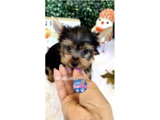 YORKIE TOY NENE CON PAPELES , LITTLE PET SHOP