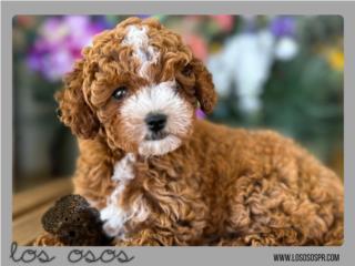 Toy Goldendoodle - Los Osos PR, Los Osos PR