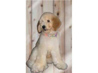 Poodle Standar , Frenchbulldog and Poodle R