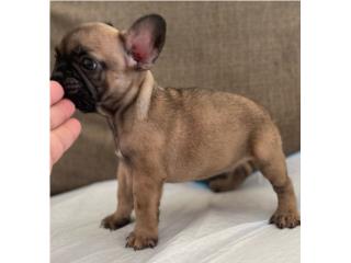 French Bulldog , Frenchbulldog and Poodle R