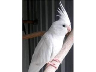 Cockatiel albina hembra adulta , JG Aviario