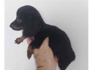 Salchicha macho black and tan, Dachshund World