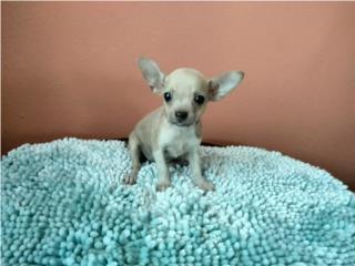TOY CHIHUAHUA HEMBRA BLUE FAWN CON PAPELES, Puppy world