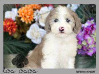 Sheepadoodle Merle - Los Osos PR, Los Osos PR
