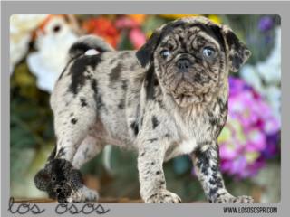Pugs Merle - Los Osos PR, Los Osos PR