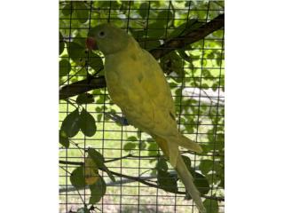 Ringneck arlequin hembra, RM Pets