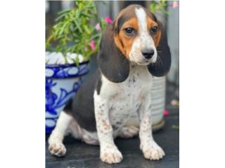 BEAGLE TRICOLOR AKC, Puppy Guy