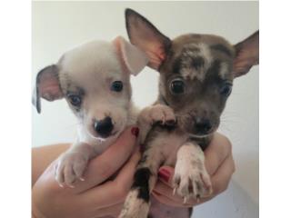 MINI CHIHUAHUAS  Merle, PUPS