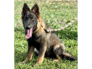 German Shepherd AKC , RM Pets